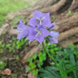 Meet your Posher, Savannah